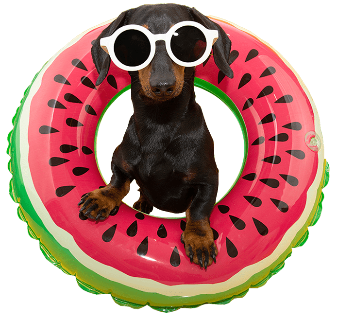 A Dog is Enjoying Swimming in the Pool